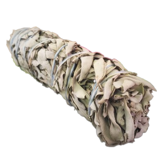 Vit Salvia Stock 20-25 cm