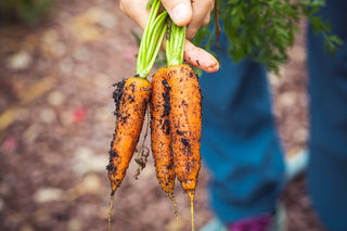 Demeter och biodynamisk odling- vad är det?